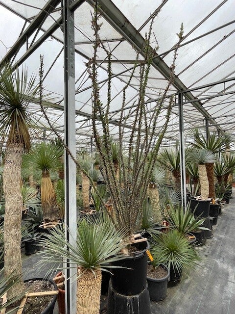 Fouquieria Splendens