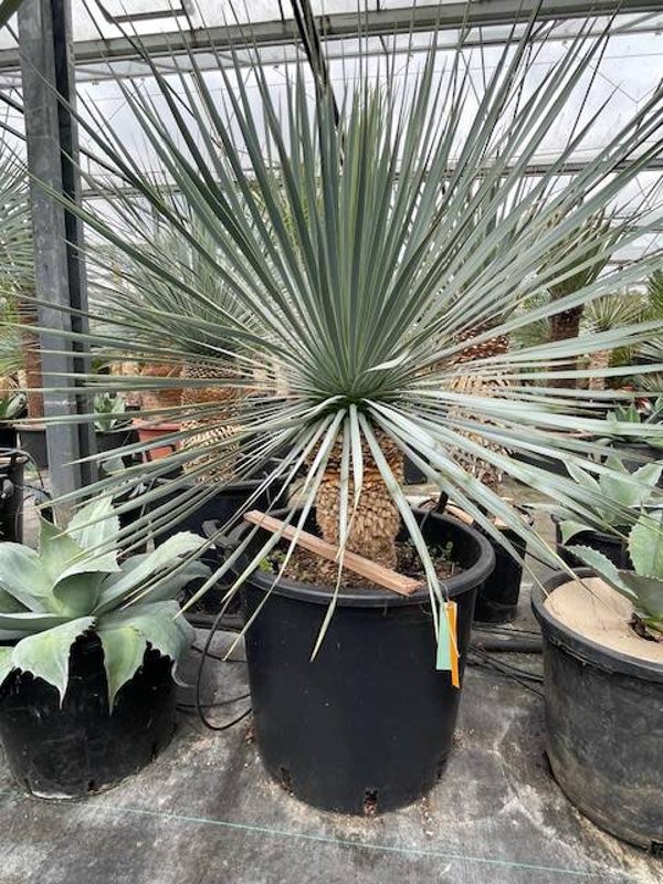Yucca rostrata - stam 30 cm