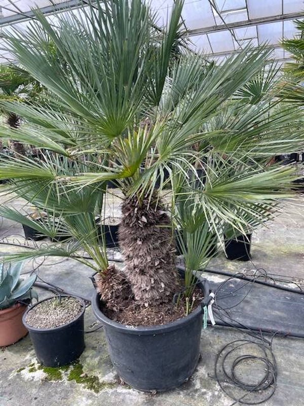 Chamaerops humilis cerifera (2-stam)