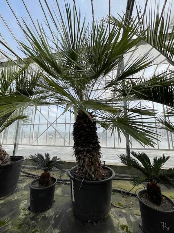 Chamaerops humilis cerifera