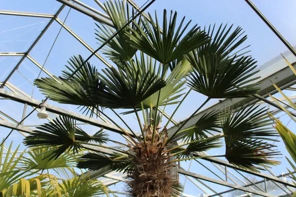 trachycarpus wagnerianus