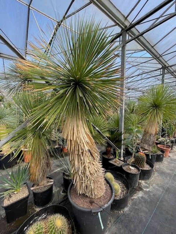 Yucca linearifolia