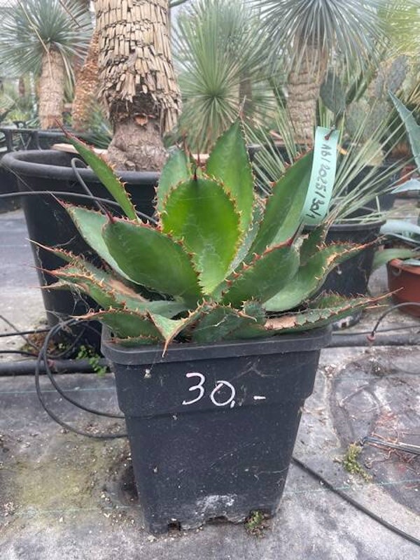 Agave Bovicornuta