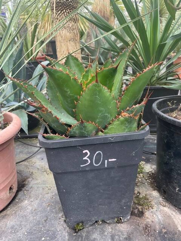 Agave Bovicornuta