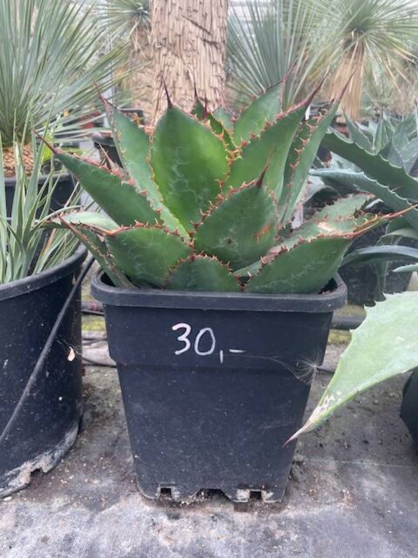 Agave Bovicornuta