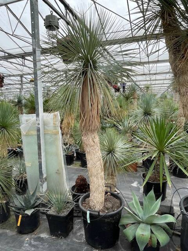 Yucca rostrata - stam 130 cm