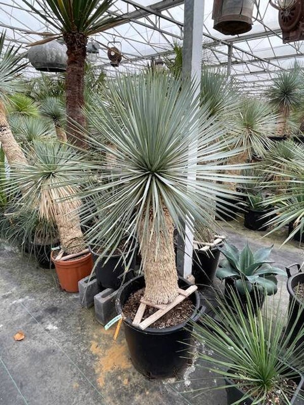 Yucca rostrata - stam 70 cm
