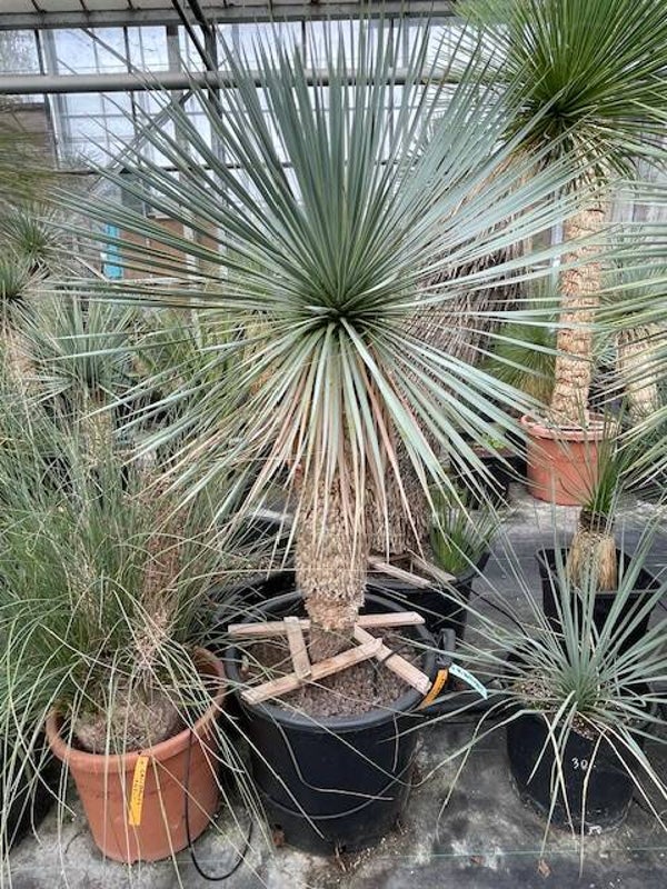 Yucca rostrata - stam 65 cm