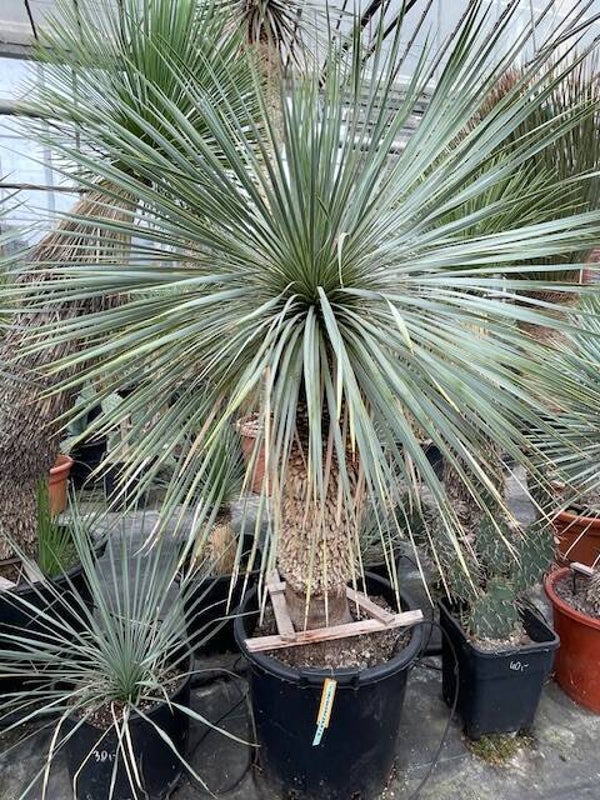 Yucca rostrata - stam 70 cm