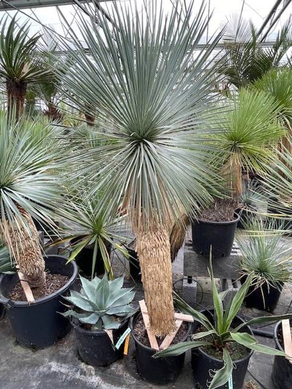 Yucca rostrata - stam 110 cm