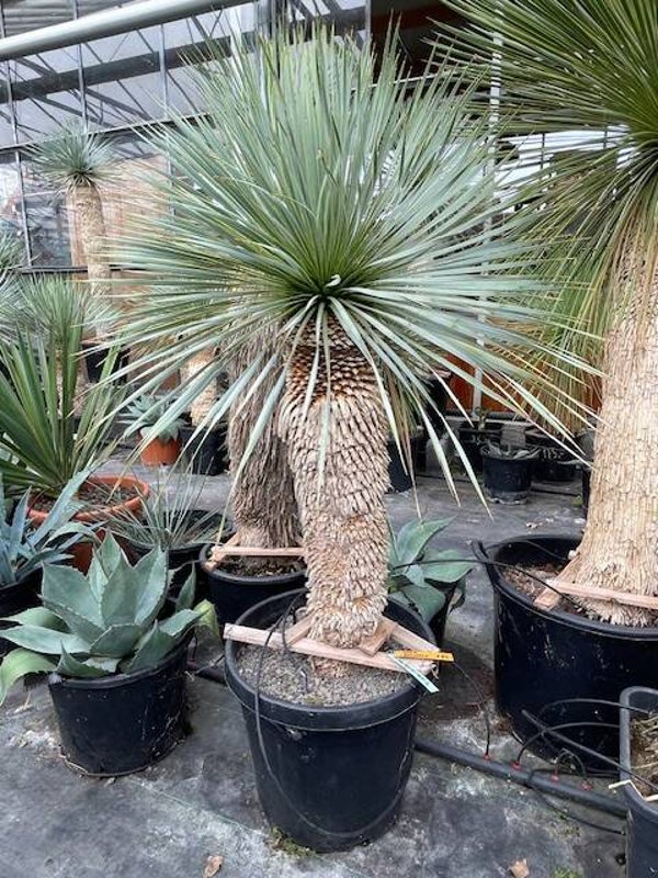 Yucca rostrata - stam 65 cm