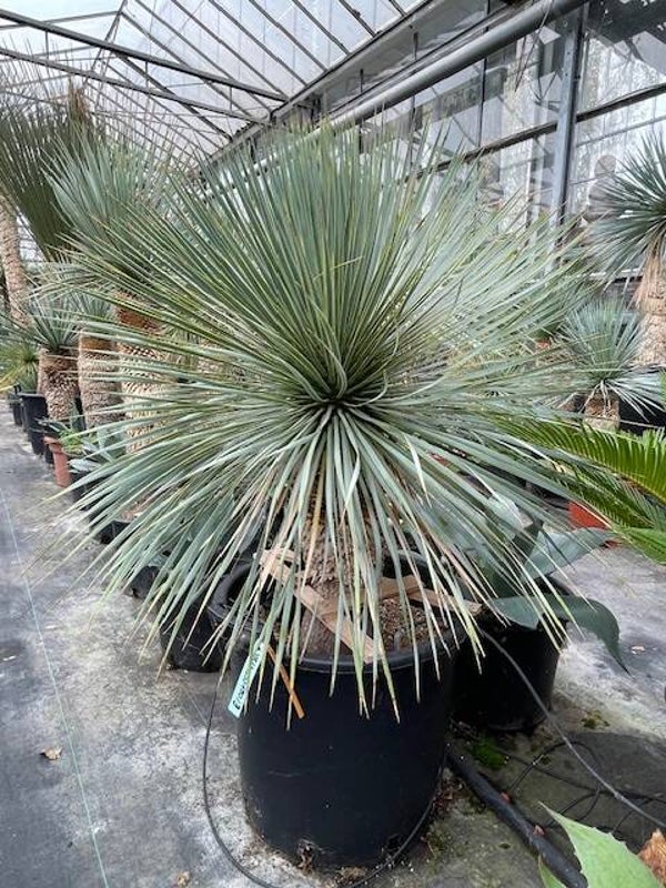 Yucca rostrata - stam 35 cm