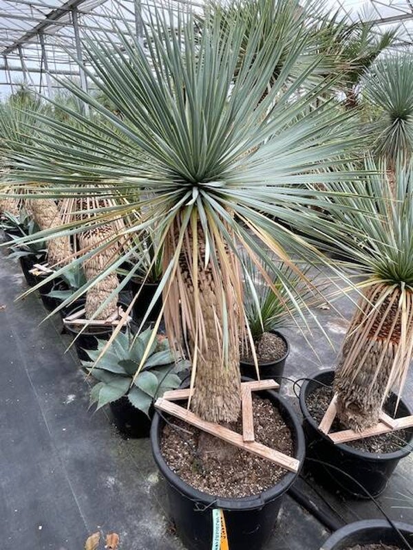 Yucca rostrata - stam 70 cm