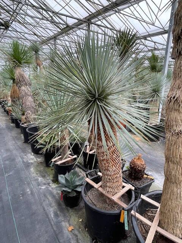 Yucca rostrata - stam 80 cm