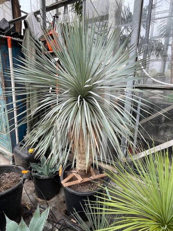 Yucca rostrata - stam 75 cm