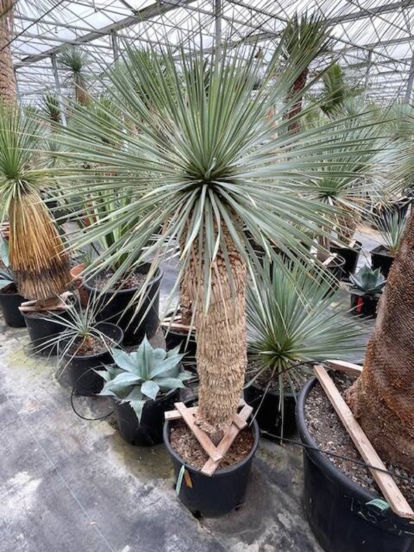 Yucca rostrata - stam 135 cm