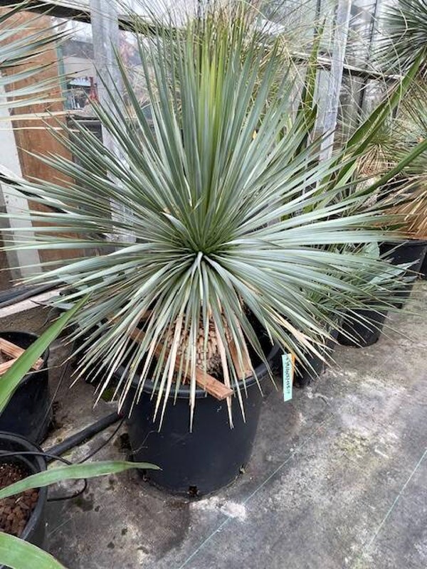 Yucca rostrata - stam 25 cm