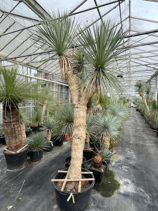 Yucca rostrata multihead
