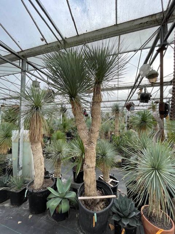 Yucca rostrata multihead