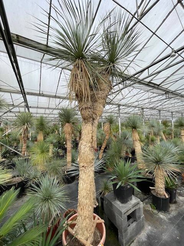 Yucca rostrata multihead