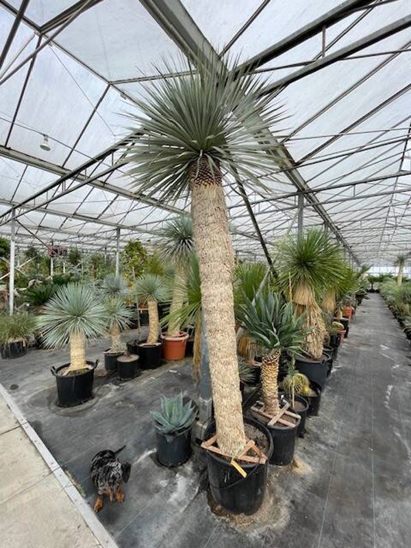 Yucca rostrata 180 cm