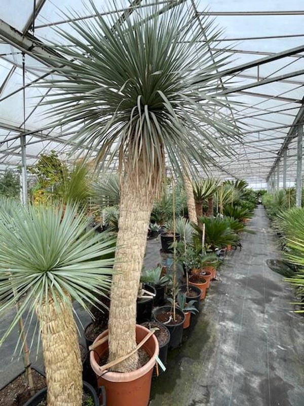Yucca rostrata 170 cm