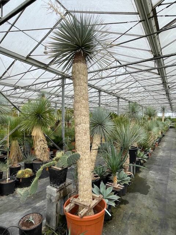 Yucca rostrata 225 cm
