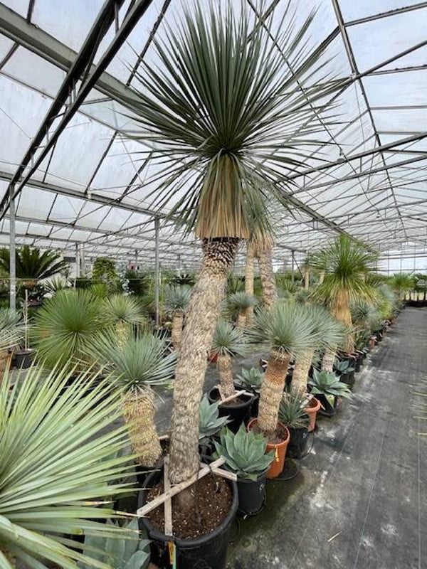 Yucca rostrata 175 cm