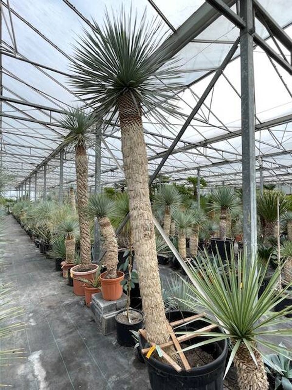 Yucca rostrata 215 cm