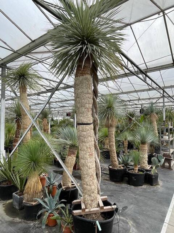 Yucca rostrata 225 cm