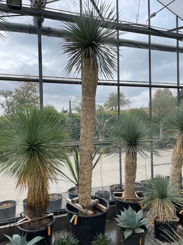 Yucca rostrata 210 cm