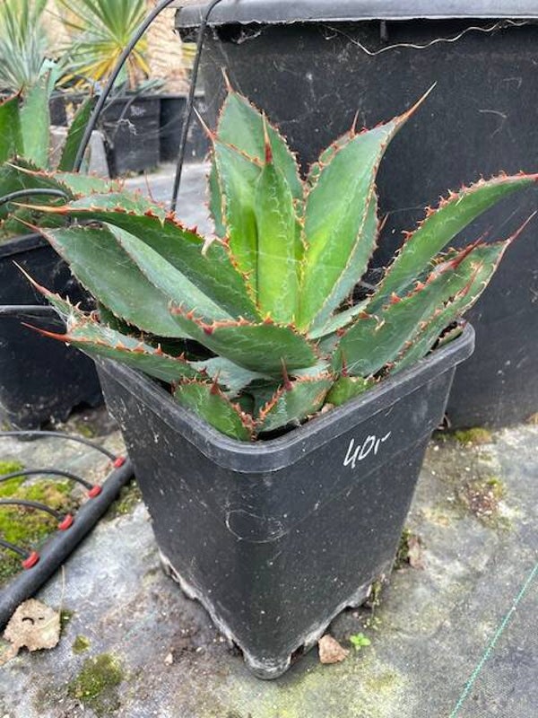 Agave Bovicornuta