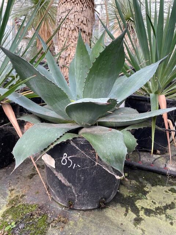 Agave Ovatifolia