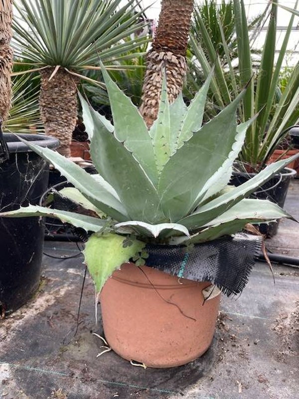 Agave Ovatifolia