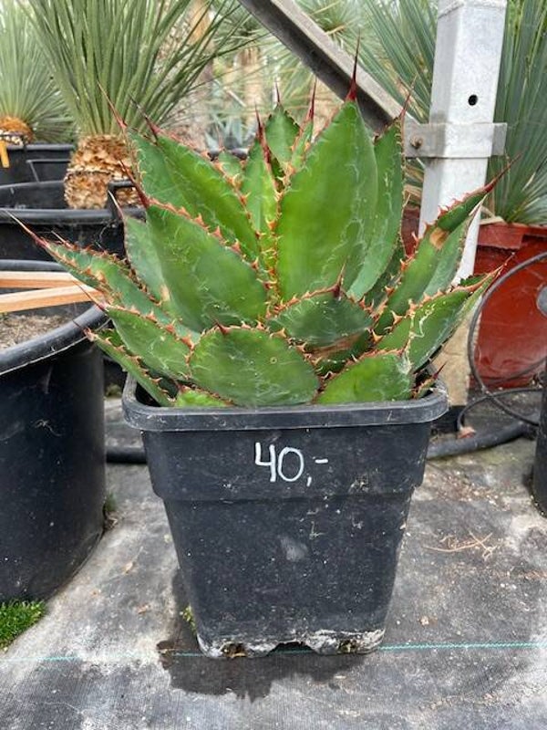Agave Bovicornuta