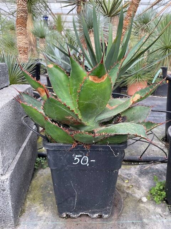 Agave Bovicornuta