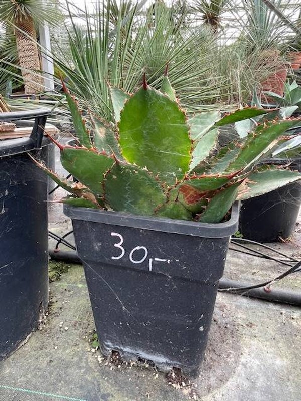 Agave Bovicornuta