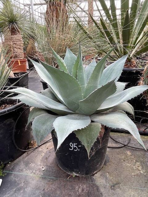 Agave Ovatifolia