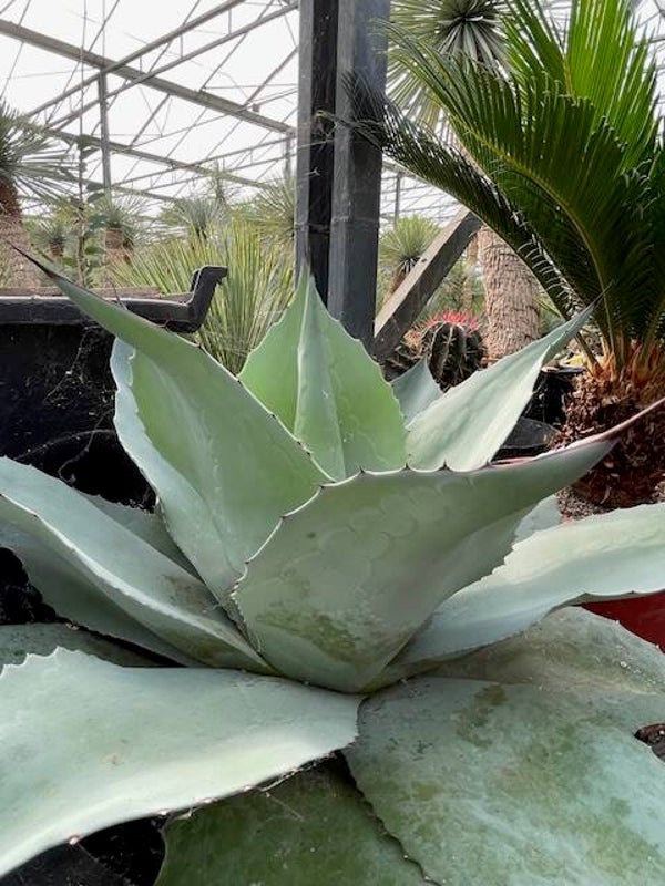 Agave Ovatifolia