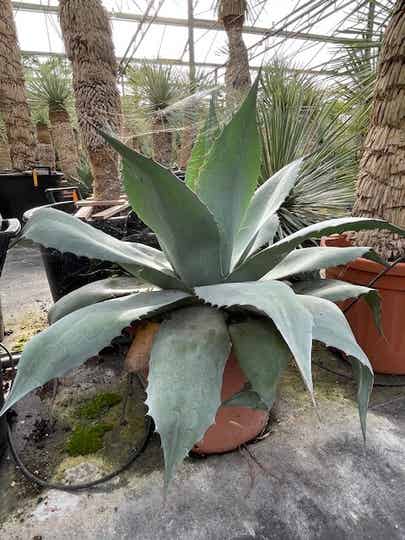Agave Ovatifolia