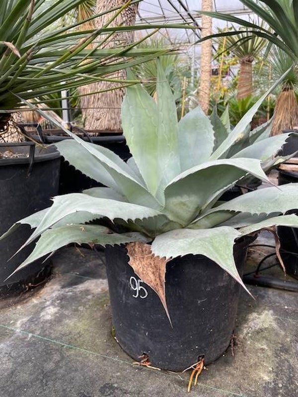Agave Ovatifolia