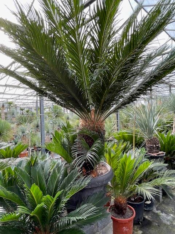 Cycas Revoluta