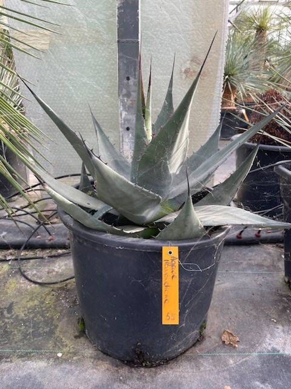 Agave Havardiana