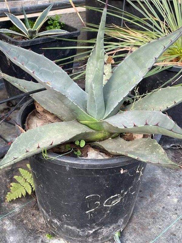 Agave Havardiana