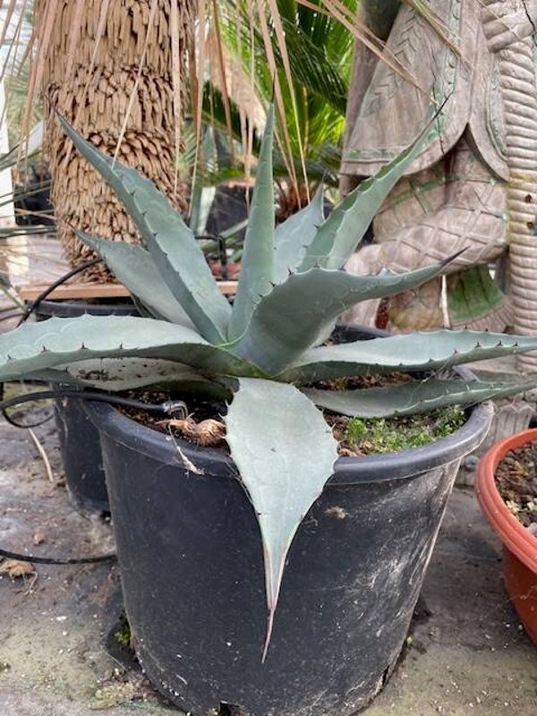 Agave Havardiana