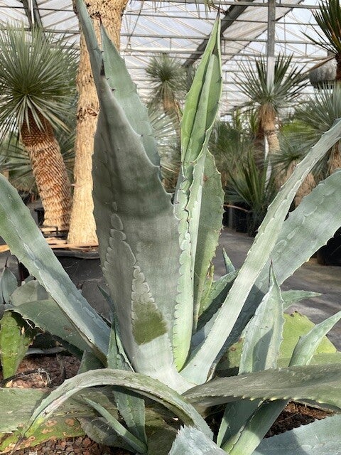 agave americana