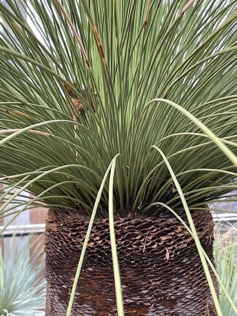 Dasylirion Longissimum