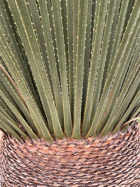 dasylirion miquihuanensis