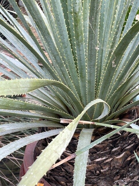 dasylirion cedrosanum