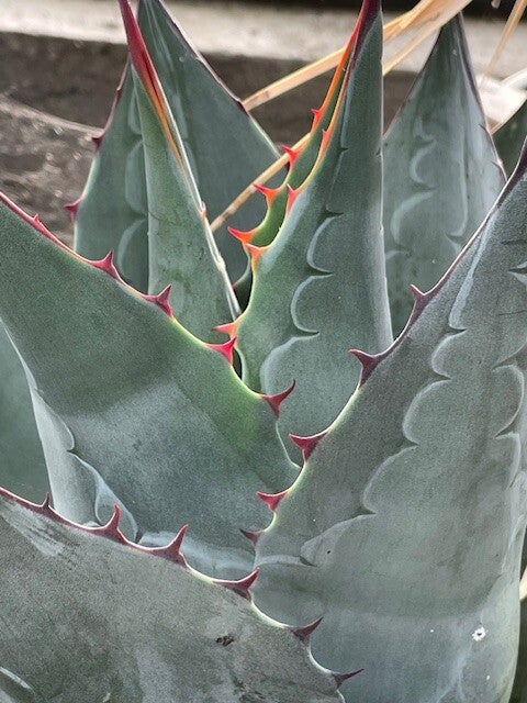 agave parrasana